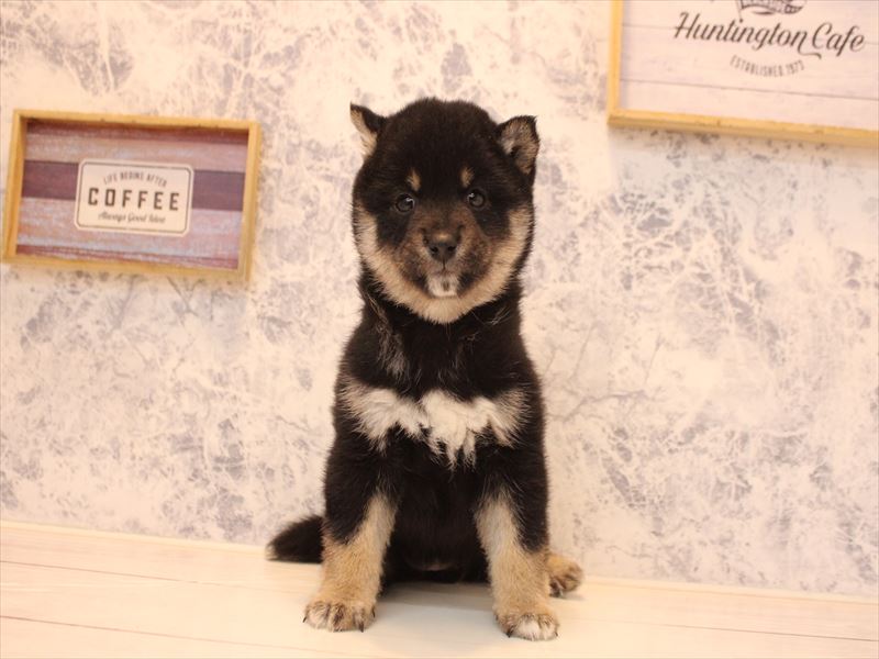 豆柴 - 蓮田店 | ペッツワン